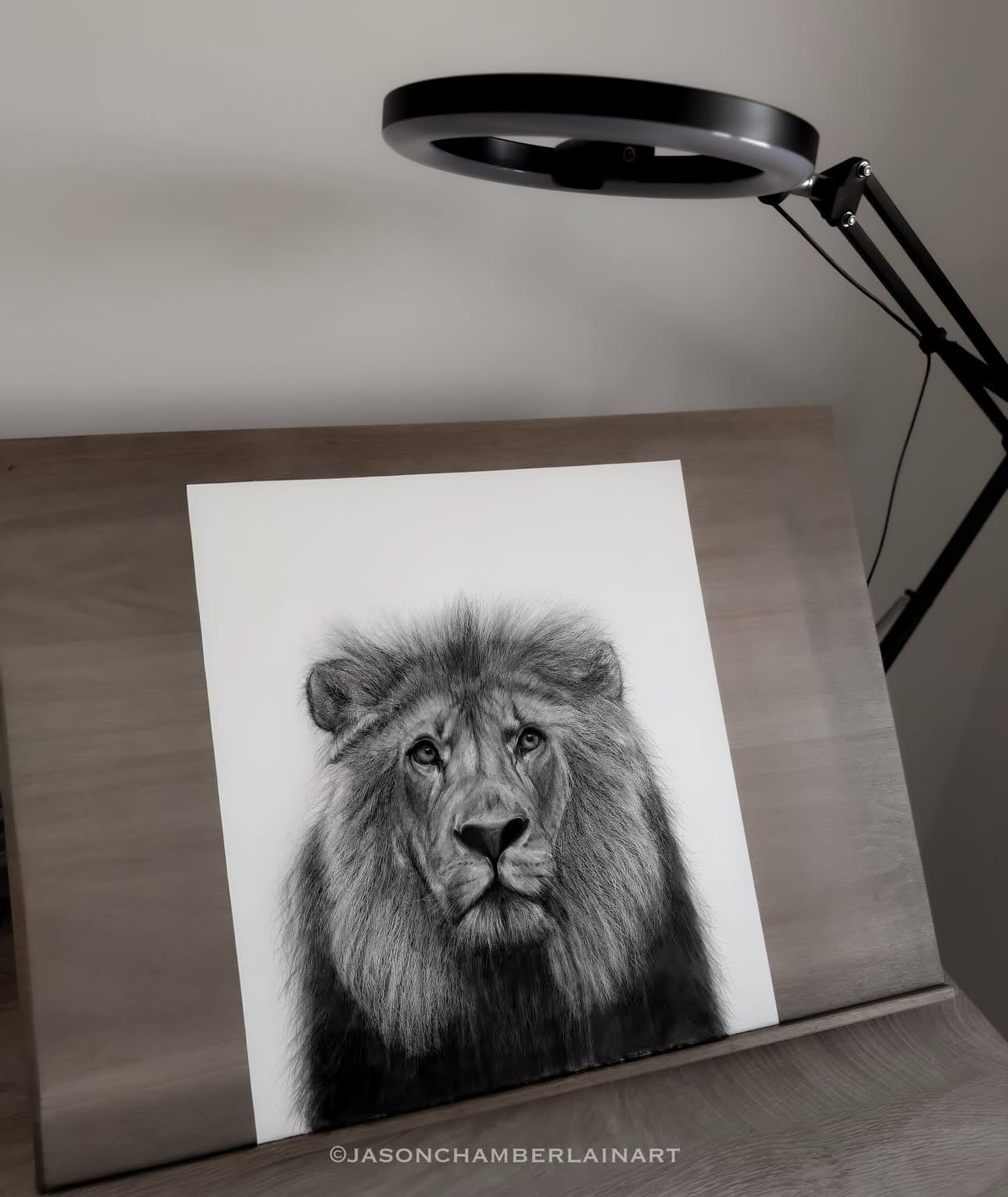 12-hour charcoal lion drawing by Jason Chamberlain